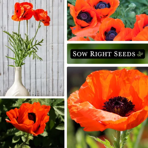 Miniatura 4 de Sow Right Seeds - Semillas de amapola oriental para plantar - Paquete de semillas de reliquia sin OMG con instrucciones para cultivar un hermoso