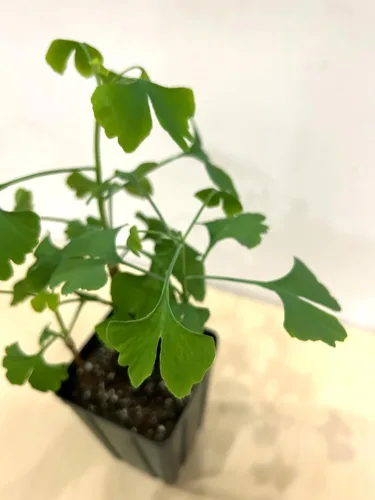 Miniatura 4 de Árbol de ginkgo - Maceta de 3 plantas de inicio. Gingko biloba. 6" - 9
