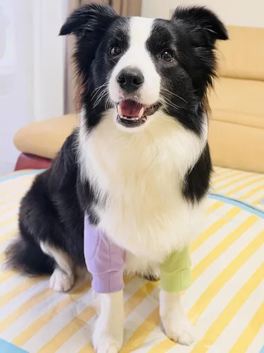 Miniatura 5 de Coderas para perros, rodilleras, tratamiento de callos para heridas, patas delanteras para dejar de lamer, perros medianos y grandes, L, color morado