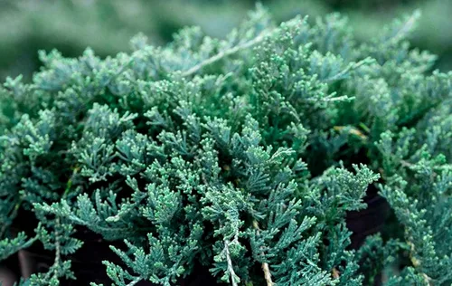 Miniatura 2 de Blue Rug Juniper Wiltonii 5 plantas vivas de 4 pulgadas Juniperus Horizontalis Cubierta de suelo rastrero, arbusto de bajo mantenimiento