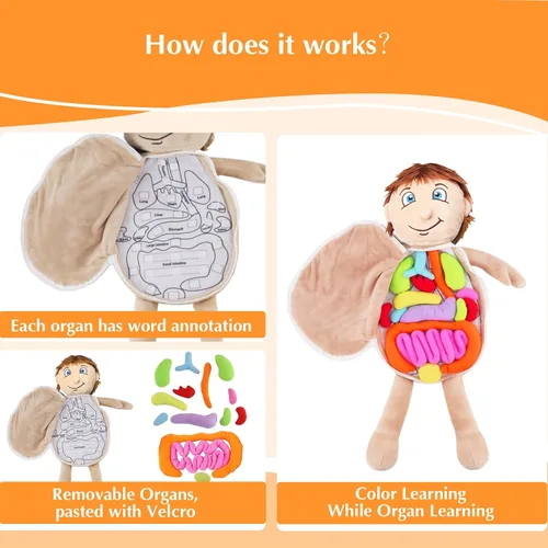 Miniatura 5 de vocheer Juguete de anatomía del cuerpo humano, juguetes de peluche de órgano educativo Montessori preescolar para niños, kits de aprendizaje