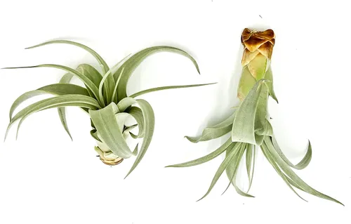 Miniatura 6 de ragnaroc Air Plants - Tillandsia Xerographica Pups, grandes 4-6 pulgadas, 2 unidades, llegada en vivo garantizada, plantas
