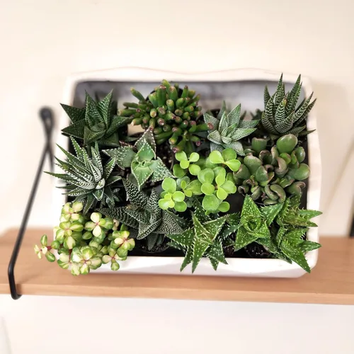 Miniatura 4 de Altman Plants, Plantas suculentas vivas, plantas de ventana vivas (8 unidades), plantas de interior vivas, plantas de interior vivas, plantas