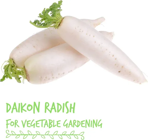 Miniatura 3 de Semillas germinantes de rábano 1 lb - Semillas microverdes Daikon sin OMG para cultivo en interiores