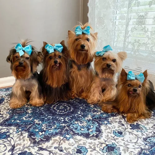 Miniatura 4 de PUPIBOO Almohadillas lavables para orina para perros y gatos - Almohadillas reutilizables súper absorbentes para entrenamiento de cachorros - 100%