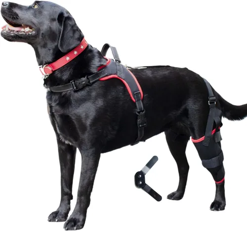 Rodillera para perro con arnés – Soporte premium para lesiones de ligamento cruzado anterior, lesiones en las piernas traseras, rótula luxante,