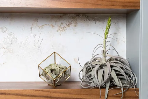 Miniatura 4 de Air Plant Shop Terrario geométrico de vidrio heptaedro con planta de aire Tillandsia Xerographica - Suculentas - Tillandsia viva - Plantas