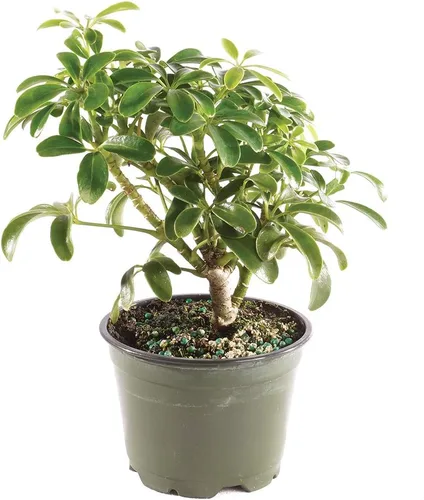 Miniatura 15 de Brussel's Bonsai Árbol Bonsái Hawaiano Umbrella Vivo - Mediano, 5 Años, 6 a 10 Pulgadas - Árbol Bonsái de Interior con Maceta de Agua para Bonsái