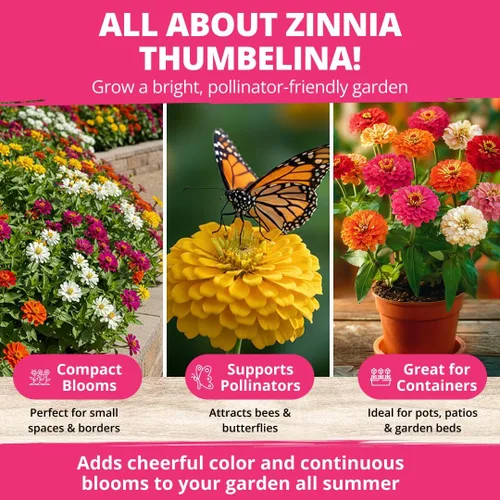 Miniatura 409 de HOME GROWN Semillas de girasol de cereza y chocolate, 150 semillas tradicionales sin OMG, girasoles burdeos para plantar, flores de jardín altas que