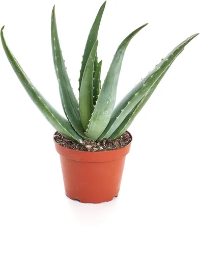 Tienda de Suculentas Planta de Suculenta de Aloe Vera, Plantas Difíciles de Matar, Planta de Suculenta Viva Totalmente Enraizada de 10 cm, Planta de