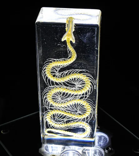 Miniatura 15 de 5.5" Murciélago real con alas abiertas en resina de lucite transparente, especímenes de artesanía, pisapapeles preservado, colección de taxidermia