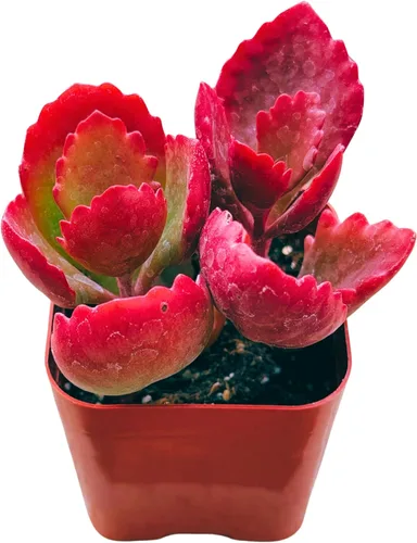 Suculentas plantas vivas de 2 pulgadas, Planta rosario variegada, minisuculentas, plantas de interior de fácil cuidado enraizadas en mezcla de