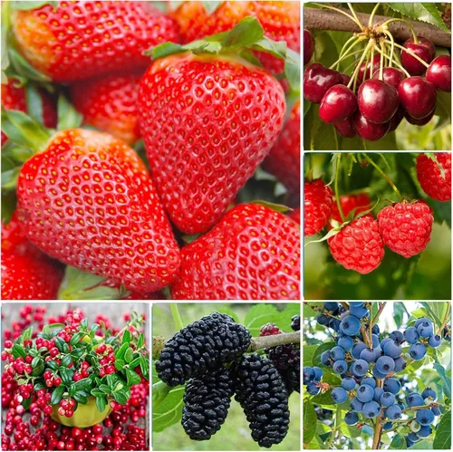 Más de 1500 semillas de árboles frutales para plantar, 400 fresas, 200 arándanos, 300, frambuesa, 300, morera, 200, arándano, 20 cereza, 6 paquetes