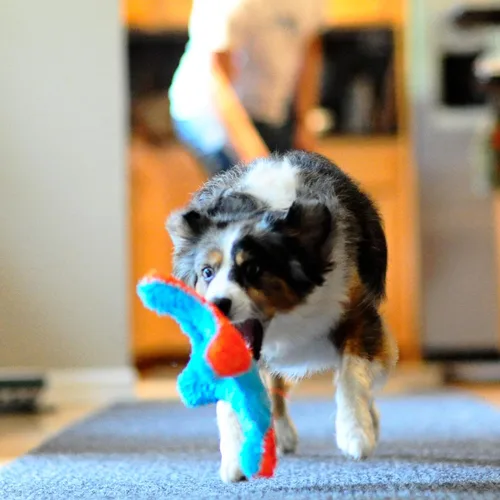 Miniatura 6 de Chuckit! ¡Tíralo! Juguete de perro ardilla interior Fumbler naranja y azul