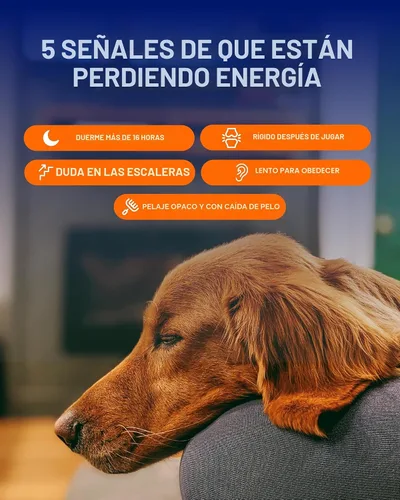 Miniatura 7 de Suplemento de longevidad para perros NAD+ y NMN - Salud de las articulaciones, vitalidad y envejecimiento saludable - Tecnología nanoliposomal