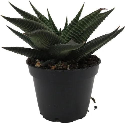 Twister Haworthia limifolia – Olla de 2.5 pulgadas – Fácil de cultivar Suculenta