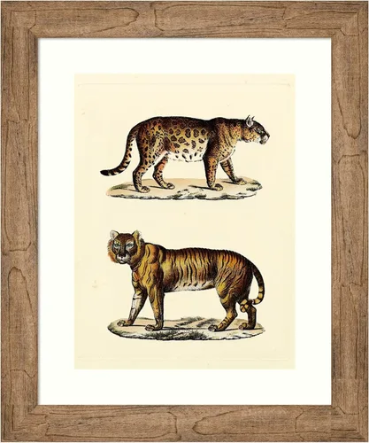 Amanti Art Framed Wall Art Print 24x20 Animal Studies II by Vision Studio, Animals Wall Art, Vintage Decor, Small Poster Painting Artwork for Living