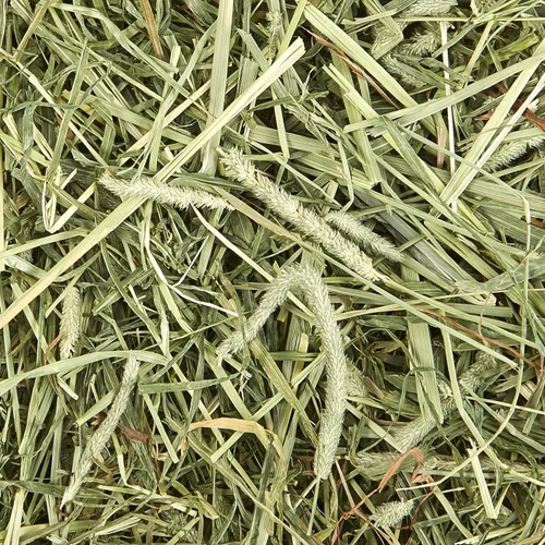Miniatura 8 de Kaytee All Natural Timothy Hay Plus Mint para conejillos de indias, conejos y otros animales pequeños, 24 onzas