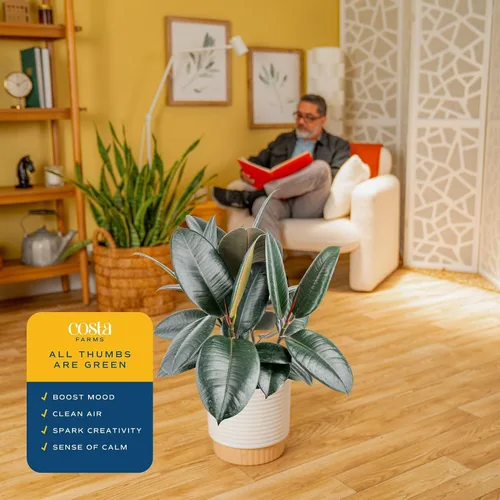 Miniatura 4 de Costa Farms Planta de goma burdeos, árbol ficus elastica vivo para interiores en maceta de vivero, mezcla de tierra para maceta, regalo para Maceta