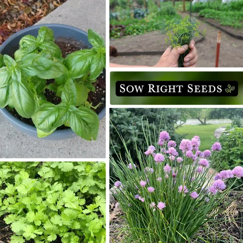 Miniatura 4 de Sow Right Seeds - Colección de 5 semillas de hierbas para plantar - Albahaca genovesa, cebollino, cilantro, perejil italiano y eneldo para plantar