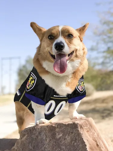 Miniatura 3 de Camiseta NFL BALTIMORE RAVENS para perro, talla XXG