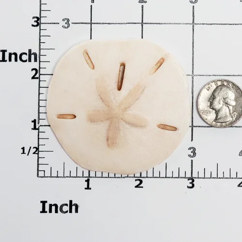 Miniatura 2 de Molde de silicona Sand Dollar para fondant seguro para alimentos, chocolate, caramelo, resina, arcilla polimérica, jabón, manualidades, joyería