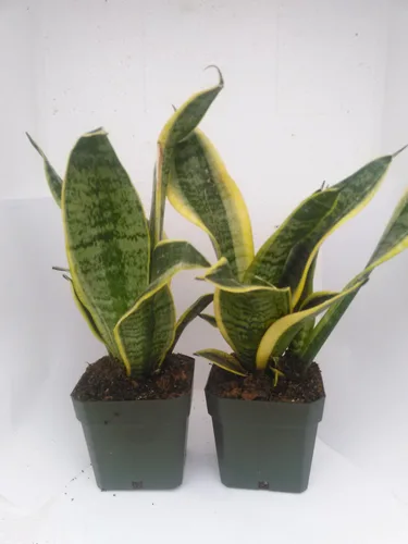 Miniatura 2 de Dos Superba Robusta Snake Plant - Sanseveria - Impossible to Kill! - Maceta de 4 pulgadas solo por Jm Bamboo
