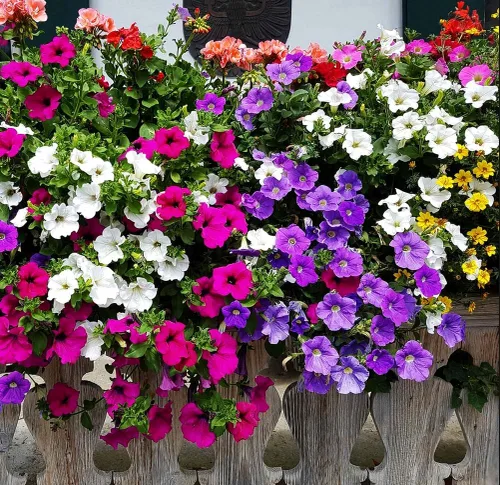 Miniatura 6 de Más de 300 semillas de petunia enana colgantes, color arcoíris mixto, bonsái, flores de grandiflora, semillas de reliquia, sin OMG, para interiores