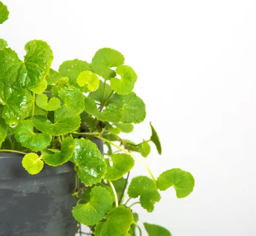 Miniatura 2 de 1100 Green Gotu Kola Seeds - Hat Rau Ma - Semilla de hoja grande Centella Asiática Vegetal Indian Pennywort Sin OMG Orgánico Heirloom