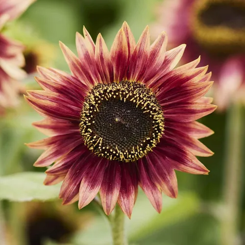 Miniatura 23 de Eden Brothers Semillas de girasol - Autumn Beauty