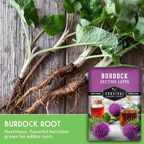 Miniatura 3 de Semillas de bardana para plantar, 2 paquetes con instrucciones para plantar y cultivar raíz de bardana (GOBO) en el huerto de tu hogar, variedad