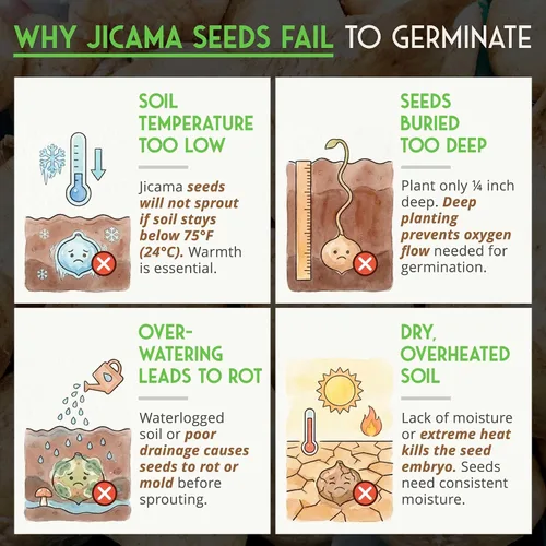 Miniatura 3 de Semillas de jícama para plantar – Nabo mexicano (Pachyrhizus Erosus), vegetal de raíz de ñame – Vid tolerante a la sequía de temporada cálida
