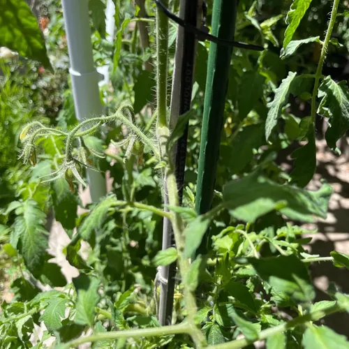 Miniatura 6 de Estacas para Plantas de Jardín de 48 Pulgadas 4 Pies Soporte de Palo de Acero para Plantas, Paquete de 25 Estacas de Tomate para Cultivo de Plantas