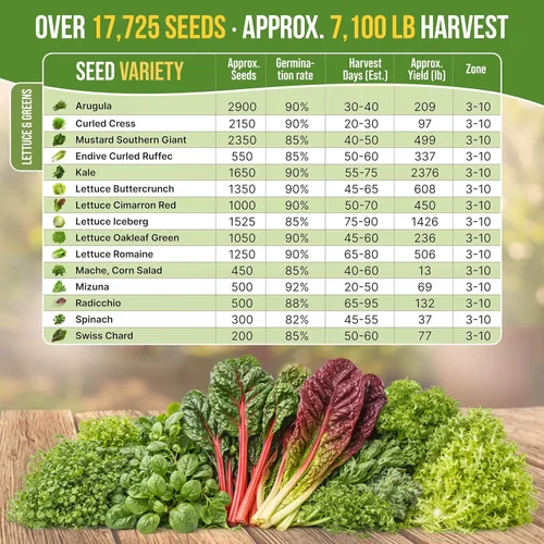 Miniatura 4 de Organo Republic Paquete de variedad de semillas de lechuga y verduras para ensalada de 15 tipos, más de 17700 semillas de lechuga autóctonas sin OGM