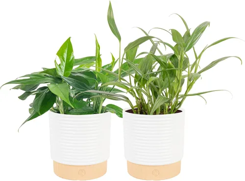 Miniatura 17 de Costa Farms Planta Pothos, hiedra del diablo en maceta decorativa, fácil de mantener, planta de interior purificadora de aire, enrejado, estante