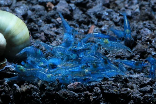 Miniatura 5 de Camarones vivos de acuario de agua dulce - Neocaridina (terciopelo azul, paquete de 5)