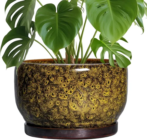Miniatura 23 de SQOWL Macetas de cerámica – Maceta de 6 pulgadas con orificio de drenaje y bandeja, maceta redonda para plantas de interior, maceta decorativa