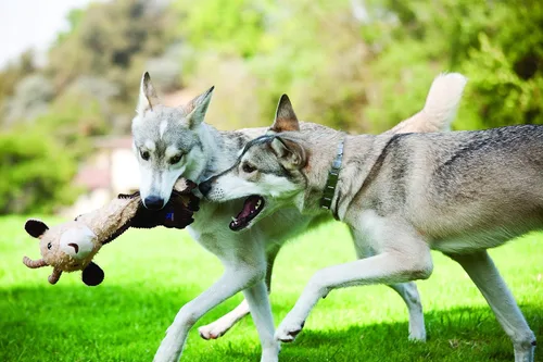 Miniatura 4 de Outward Hound de Charming Pet - Juguete de felpa para perro con conejo chillón sin relleno Tugs Bunny