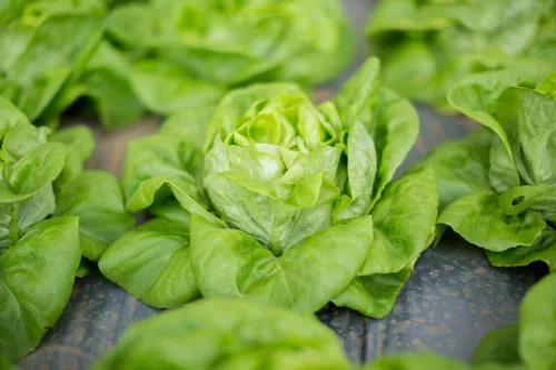 Miniatura 9 de TKE Farms & Gardens - Semillas de lechuga Buttercrunch para plantar, más de 2500 semillas, reliquia, sin OMG, 0.11 oz, jardines interiores