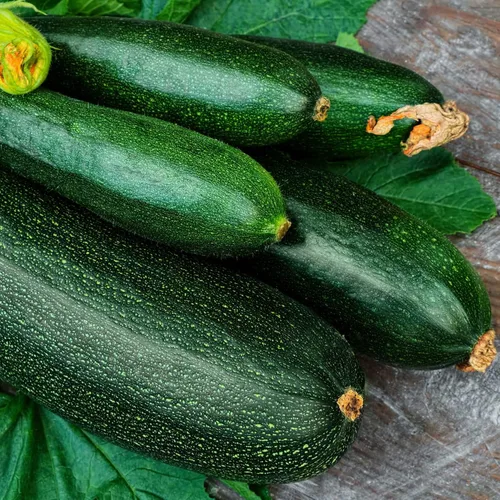 Eden Brothers Semillas de calabaza (orgánicas) - Calabacín verde oscuro