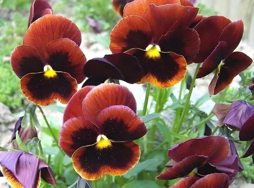 Miniatura 7 de Swiss Giant - Mezcla de semillas de pensamiento – Flores grandes y vibrantes 100 semillas sin OMG para plantar Anuales resistentes al frío