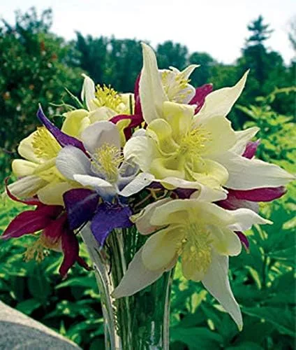 Miniatura 2 de Columbine MCKANA MIX (2 raíces desnudas), Aquilegia perenne, ciervo, ardilla y conejo resistente