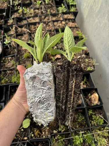 Planta de consuelda rusa orgánica viva – Bocking 14 Cultivar – Paquete de 2 – Establecido y enraizado – Macetas de 3 pulgadas – Perenne de rápido