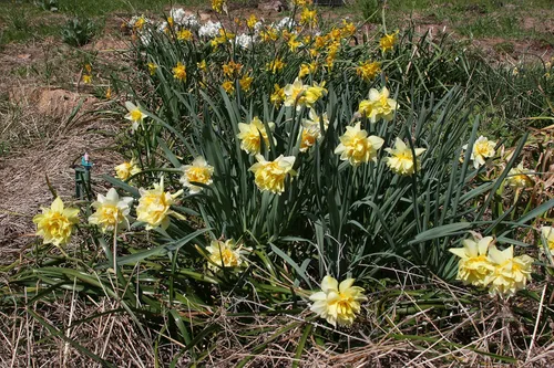 Miniatura 2 de Mantequilla y huevos de narciso/10 bulbos de narciso frescos saludables que producen flores amarillas dobles tradicionales en marzo por The Southern