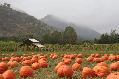 Miniatura 5 de Semillas de calabaza para plantar, paquete de 4 variedades: Big Max, Jack-O'-Lantern, Jarrahdale, Sugar Pie, Semillas de reliquia sin OMG