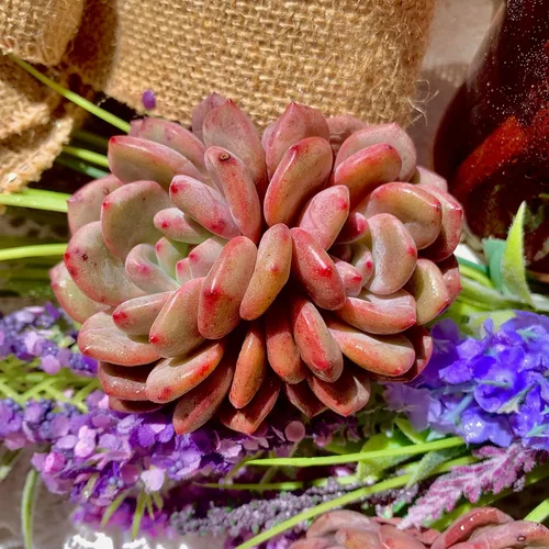 Miniatura 20 de Succulent Plants Live– Easy Care Bare Root Succulents for Indoor Outdoor Decor, Mini Live Plants for Home, Garden, Office, & Gift Ideas