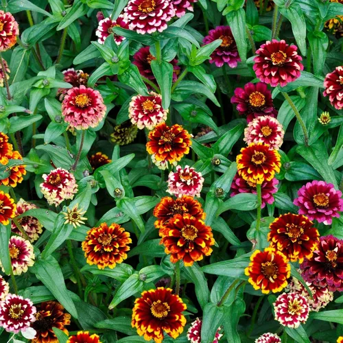 Miniatura 93 de Eden Brothers - Semillas de zinnia, cactus con flores, sin OMG, plantar en primavera, paquete, flores de bajo mantenimiento, zonas 3, 4, 5, 6, 7, 8