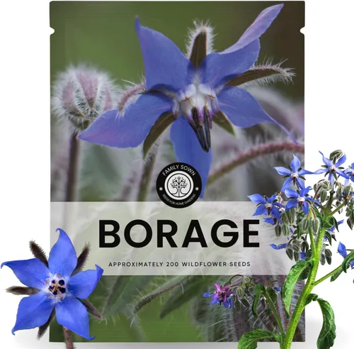 Miniatura 9 de Borraja – 1,000 semillas para plantar – Temporada 2026 – Bolsa de 1 onza