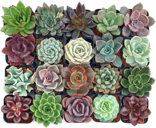 Mountain Crest Gardens Echeveria - Paquete variado de suculentas – 20 plantas de roseta vivas, múltiples variedades, enraizadas en macetas de 2