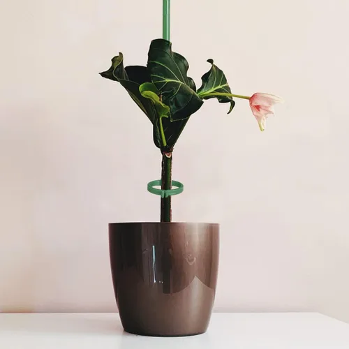 Miniatura 3 de Estacas de soporte para plantas de 12 pulgadas, con anillo de retención ajustable, estacas de soporte para plantas de interior y exterior, flores